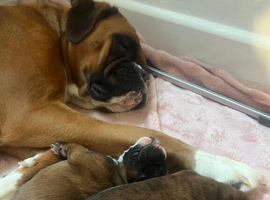 Beautiful boxer puppies