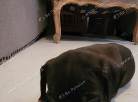 America bully/Staffie puppies for sale