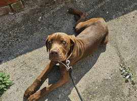 8 month old bitch