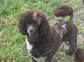 Outstanding F1 Cockerpoo Puppies &ndash; Exceptional Colours &ndash; Raised in Our Family Home