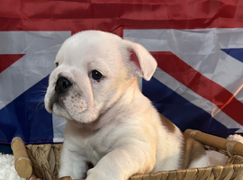 English bulldog gorgeous pups KC registered genuine breed colours