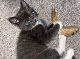 Short haired male