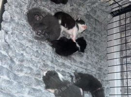 X3 Male British Shorthair Cross Kittens