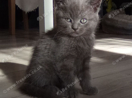 Scottish fold cross