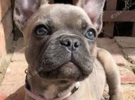 French bull dog