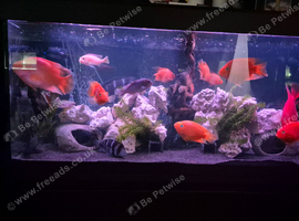 Parrot fish selection