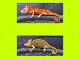CHAMELEONS