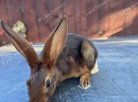 10 week old belguim hares