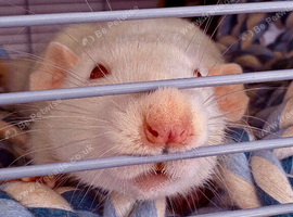 2 male rats in need of a good home