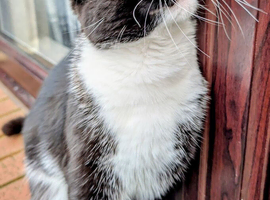 Stunning, Affectionate 1.5-Year-Old Tuxedo Cat