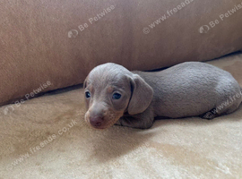 Isabella & tan dachund girl
