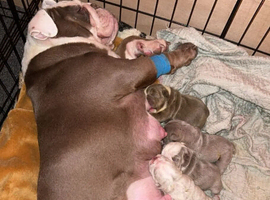 English Bulldogs ready to reserve