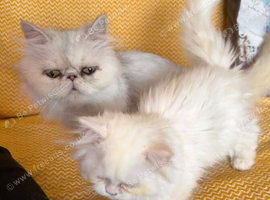 Persian kitten
