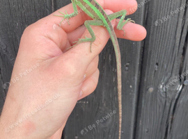 Eastern Casquehead Iguana babies