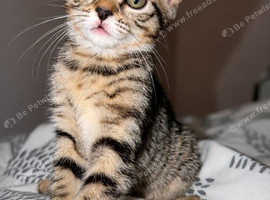 Beautiful kitten ready for their new home