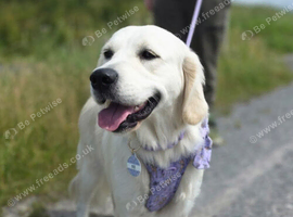 2 year old Golden retriever female