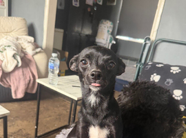 Deer head chihuahua