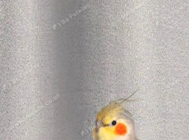 Male cocktail
