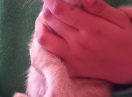 Beautiful male kitten