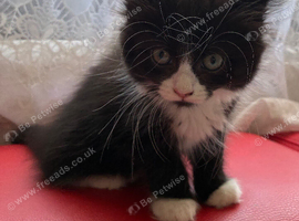 Ragdoll cross kittens