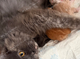 Maine coon cross British longhair