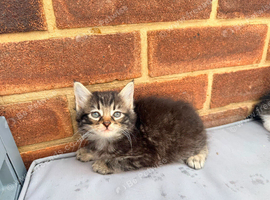 Cute half maincoon kittens