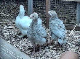 Turkey Poults for sale.  Slate/Bourbon cross