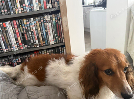 Mail dash hound