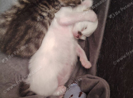 Need Rehoming as soon as possible
