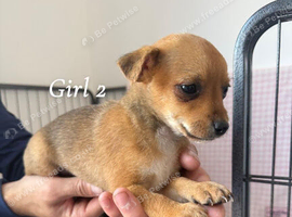 Norfolk terrier x Pomeranian