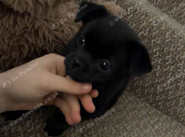 Little Louie & Dougie