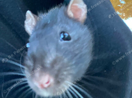 Wanted male rat