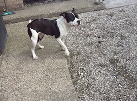 My beautiful Staffordshire bull terrier