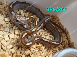 Caramel motley het palmetto corn snake