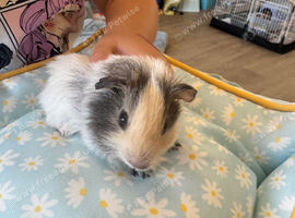Single male guinea pig