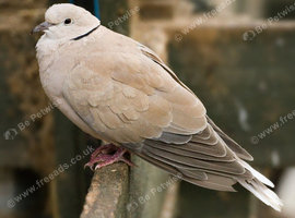 Barbary/Java Doves Wanted