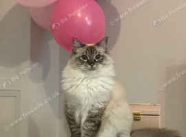 Gorgeous affectionate ragdoll