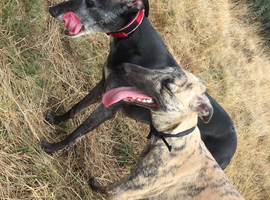 Looking for lurcher Scotland