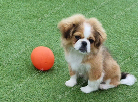 Pekingese cross