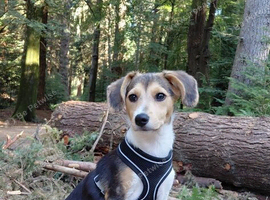 14 week male Beagle x Sheltie Collie