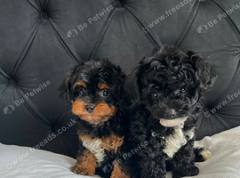 Cavapoo