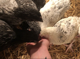 Happy healthy pullets