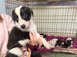 6 amazing puppies ready any time now