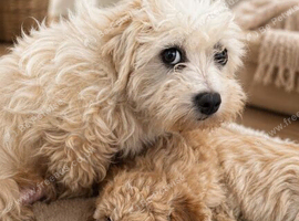 Adorable maltipoo puppies
