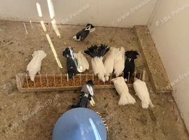 10 garden fantails in Newcastle upon Tyne