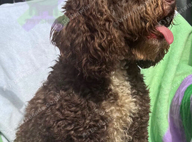 Adult f1 mini cockapoo girl