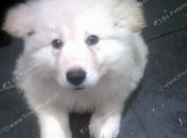 Beautiful K.C. Reg. Black / White German Shepherd Pups