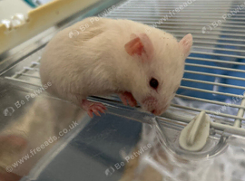 Syrian hamster baby females - Ready Now