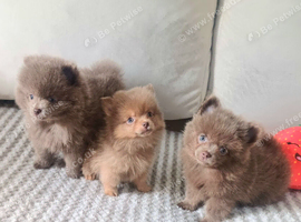 Beautiful lilac pomeranian girls