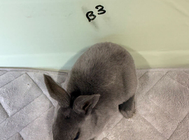 Blue Rex bunnies